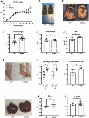 The RGD region of bone sialoprotein affects metabolic activity in mice